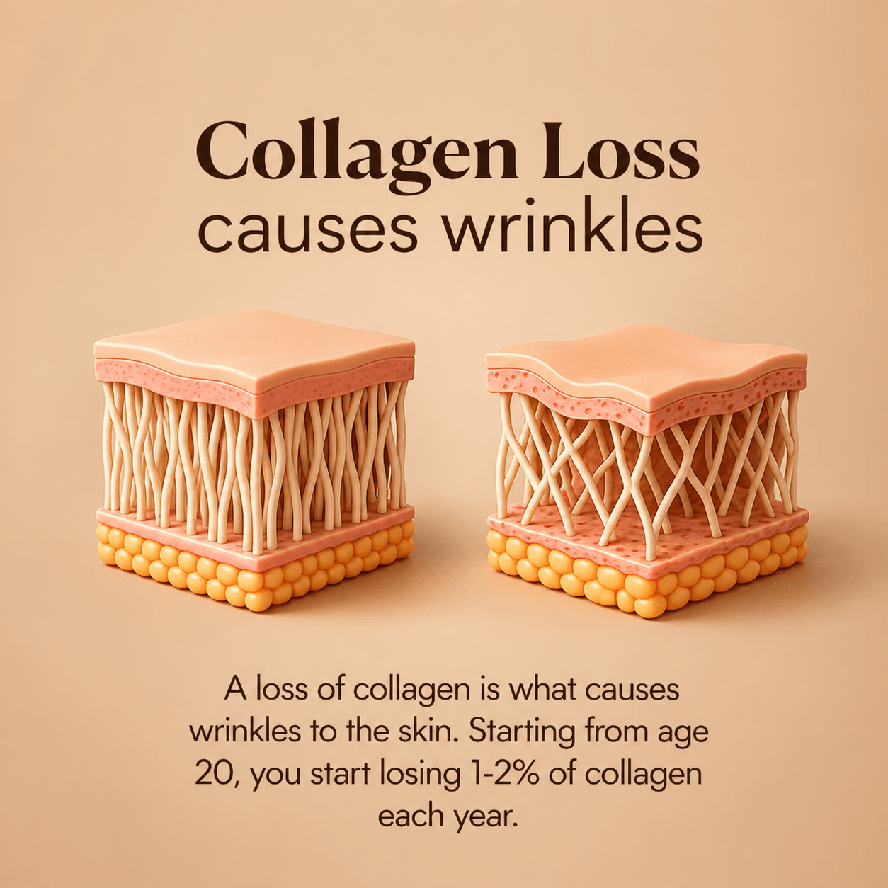 Scientific skin layer illustration showing collagen, elastin and skin firmness support